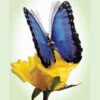 Blue Morpho Moving Butterfly -Home Candle Shop moving butterfly Blue Morph